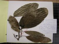 Herbarium sample